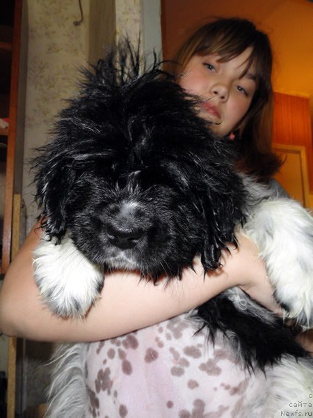 Фото: ньюфаундленд Piternyuf I Did It Again (Питерньюф И Дид Ит Агаин)