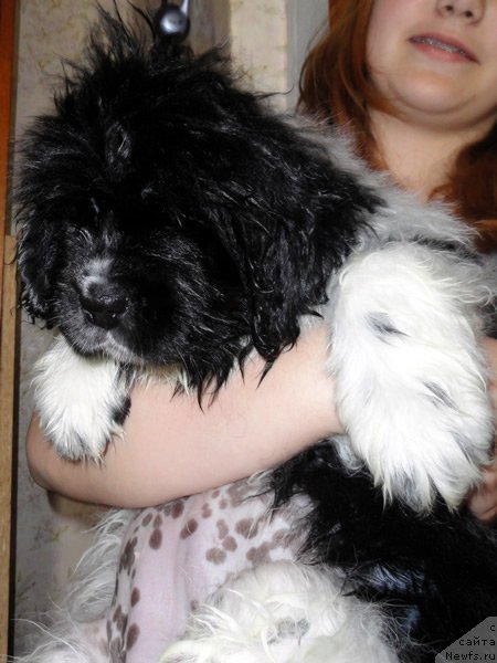 Фото: ньюфаундленд Piternyuf I Did It Again (Питерньюф И Дид Ит Агаин)