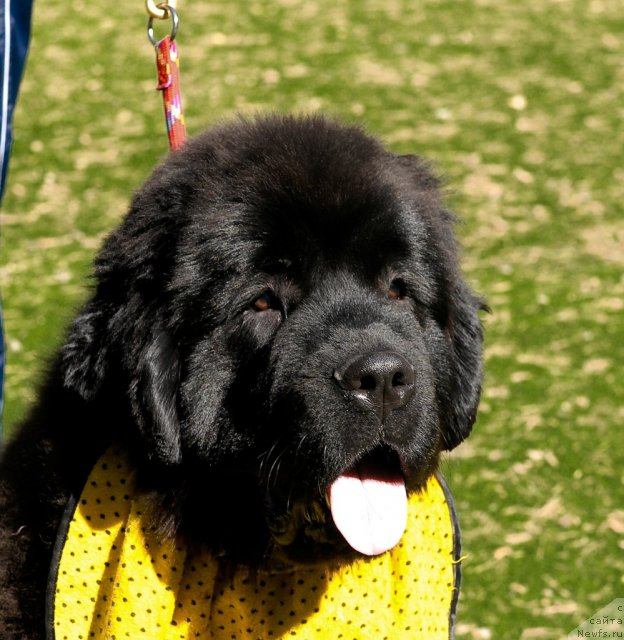 Фотография № 70579