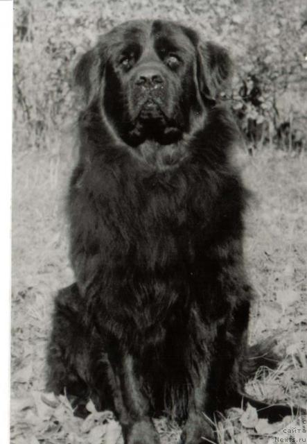 Фото: ньюфаундленд Ulisenta La Fan (Улисента Ла Фан)