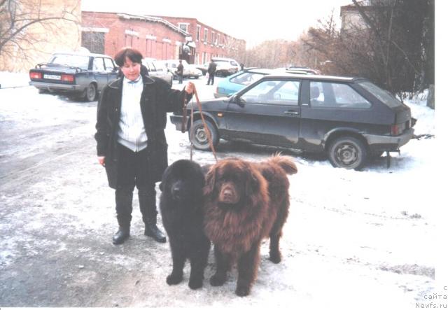 Фото: ньюфаундленд Obush SHed Prays (Обуш Шед Прайс), ньюфаундленд Obush SHed Simona (Обуш Шед Симона)