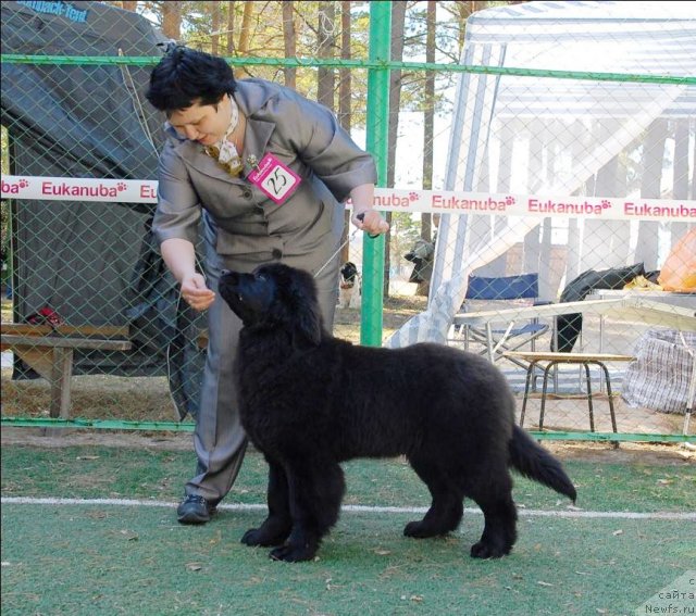 Фото: ньюфаундленд Akvatoriya Kelvin Plyey Styeyshn (Акватория Келвин Плэй Стэйшн)