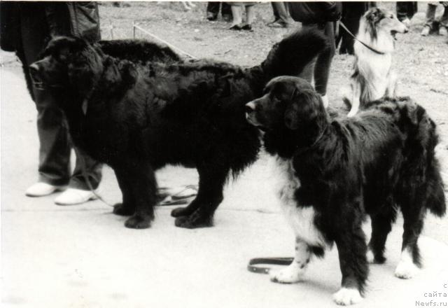 Фото: ньюфаундленд Cara (Цара), ньюфаундленд Cillor Oululu (Циллор Оулулу)