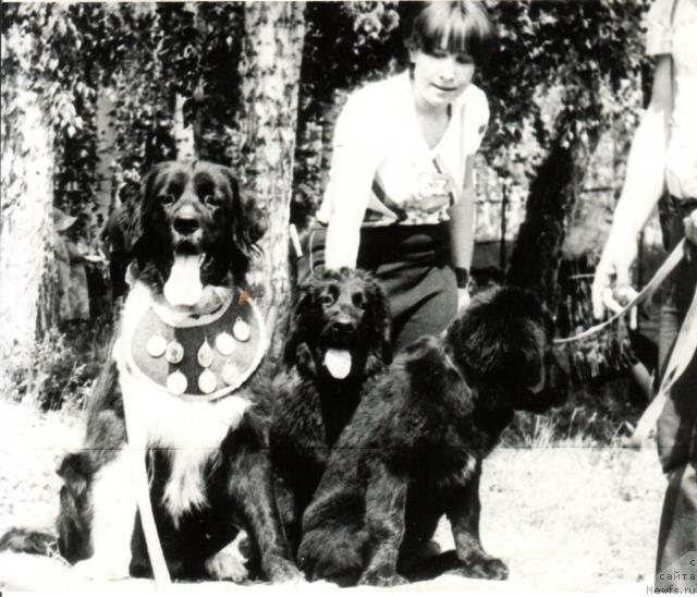 Фото: ньюфаундленд Cara (Цара)