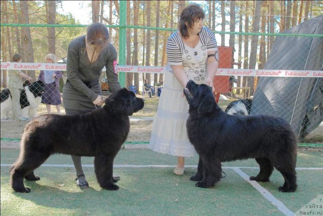 Фото: ньюфаундленд Aquatoriya Kelvin Only Love (Акватория Келвин Онли Лав), ньюфаундленд Radost Moya Dlya Sibirskogo Medvedya (Радость Моя для Сибирского Медведя)