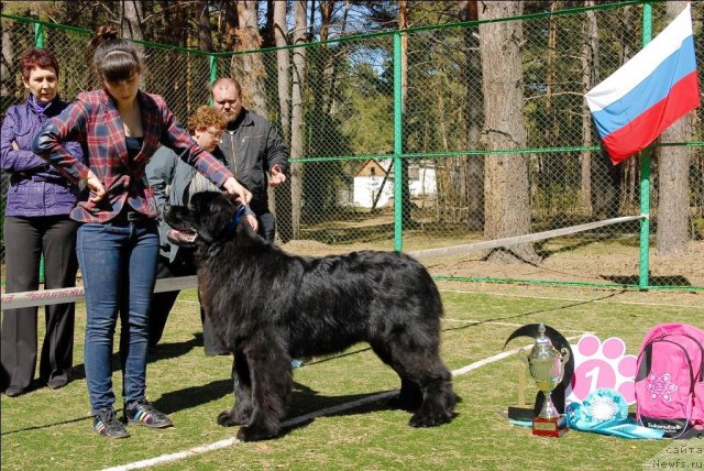 Фото: ньюфаундленд Aquatoriya Kelvin Northern Spirit (Акватория Келвин Нозерн Спирит)