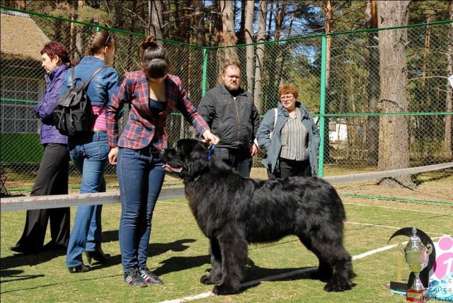 Фото: ньюфаундленд Aquatoriya Kelvin Northern Spirit (Акватория Келвин Нозерн Спирит)