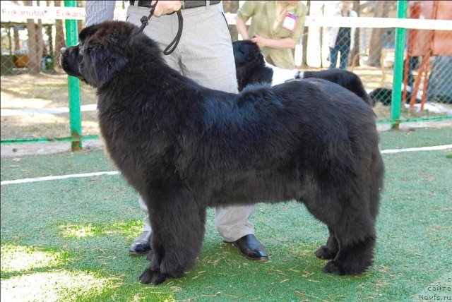 Фотография № 70650