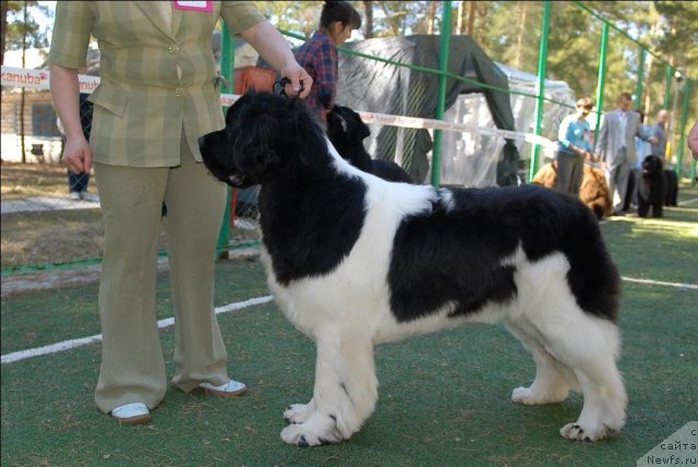 Фото: ньюфаундленд Super Premium Zheneva (Супер Премиум Женева)