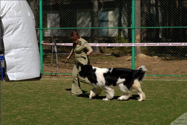 Фото: ньюфаундленд Super Premium Zheneva (Супер Премиум Женева)