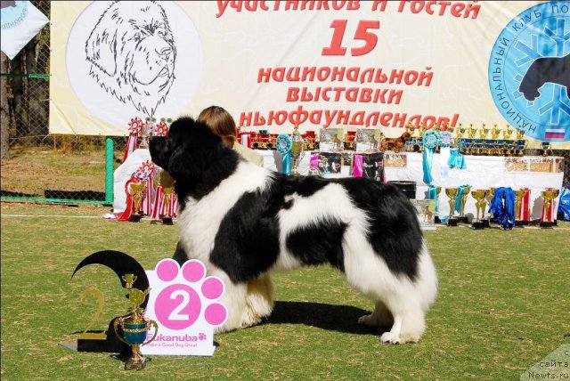 Фото: ньюфаундленд Super Premium Zhodo Ferolli (Супер Премиум Жодо Феролли)