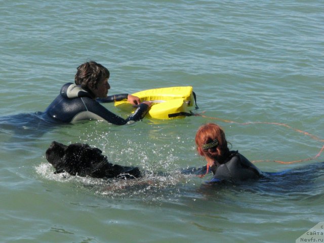 Фото: ньюфаундленд Topgallant's Attorney, Nataliya Mihaylova (Наталия Михайлова), Ekaterina Kormakova (Екатерина Кормакова)