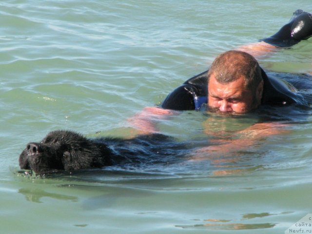 Фото: ньюфаундленд Topgallant's Attorney, YUriy Malev (Юрий Малев)