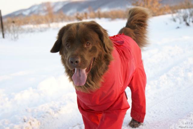 Фото: ньюфаундленд Lesnaya Skazka Izol'da (Лесная Сказка Изольда)