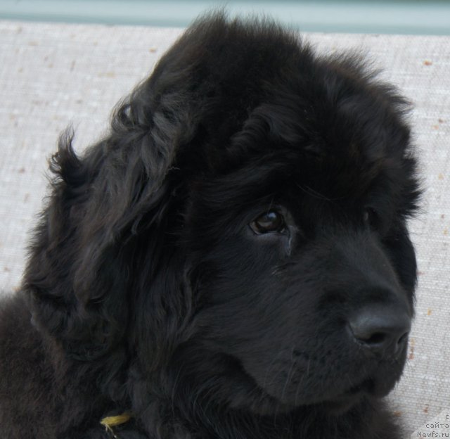 Фото: Piternyuf Edelweiss 3 месяца