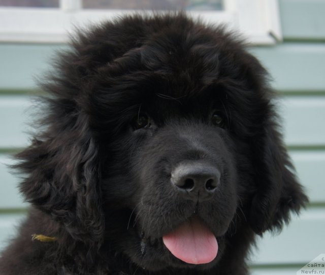 Фото: Piternyuf Edelweiss 3 месяца