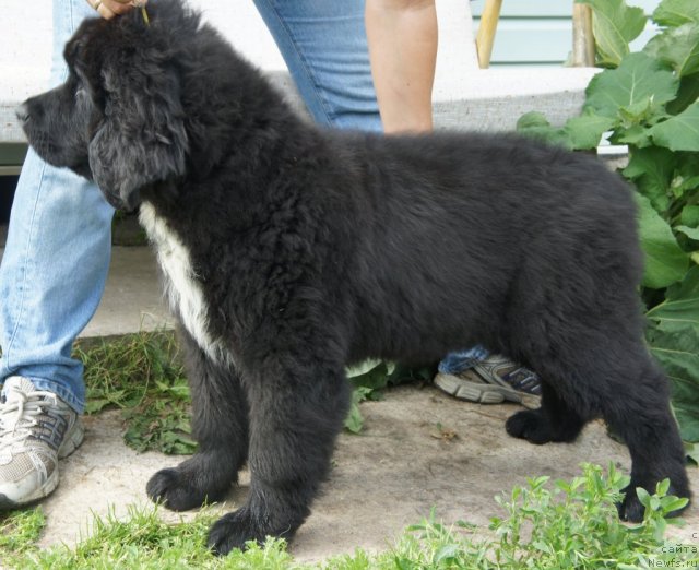 Фото: Piternyuf Edelweiss 3 месяца