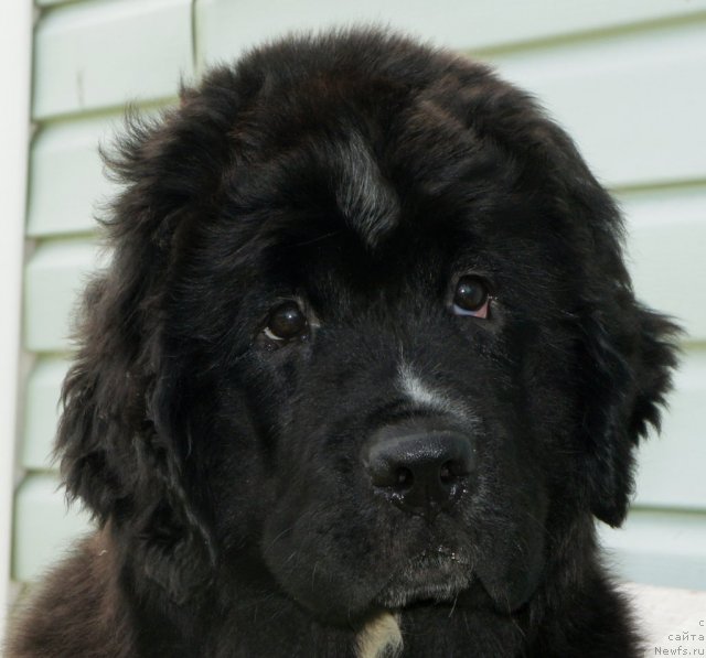 Фото: Piternyuf Enigma 3 месяца