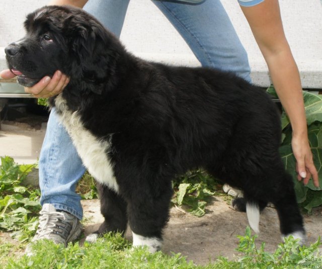 Фото: Piternyuf Enigma 3 месяца