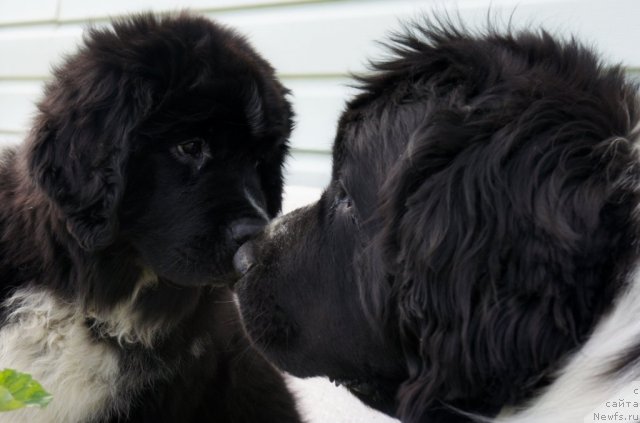 Фото: Piternyuf Enigma, ньюфаундленд Mag Ispolin Carte Blanche for Piternyuf (Маг Исполин Карте Бланч фор Питерньюф)