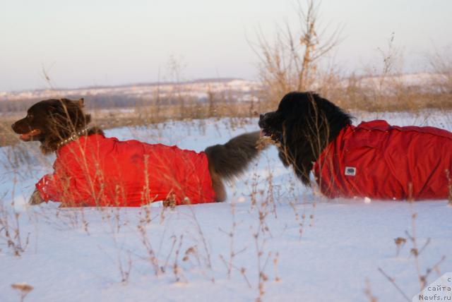 Фото: ньюфаундленд Lesnaya Skazka Izol'da (Лесная Сказка Изольда), ньюфаундленд Ygan s Toyanova Gorodka (Юган с Тоянова Городка)