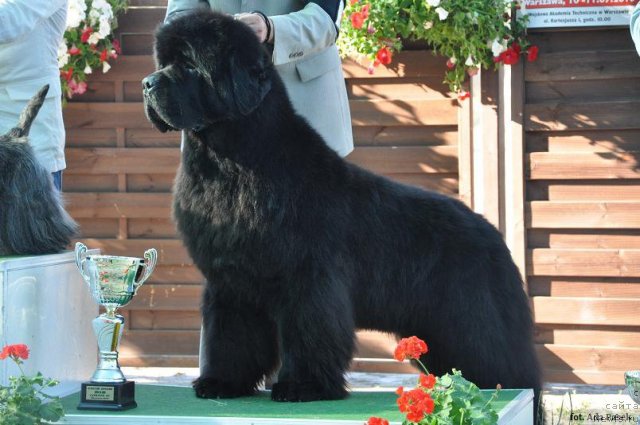 Фото: ньюфаундленд Black Pretender Kazko Slupski