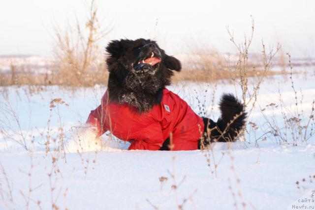Фото: ньюфаундленд Ygan s Toyanova Gorodka (Юган с Тоянова Городка)
