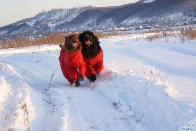 Фото: ньюфаундленд Lesnaya Skazka Izol'da (Лесная Сказка Изольда), ньюфаундленд Ygan s Toyanova Gorodka (Юган с Тоянова Городка)