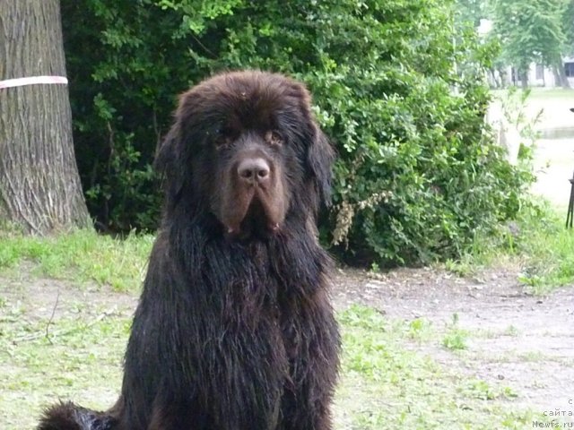 Фото: ньюфаундленд Fann'yuf Uspeh v SHokolade (Фанньюф Успех в Шоколаде)