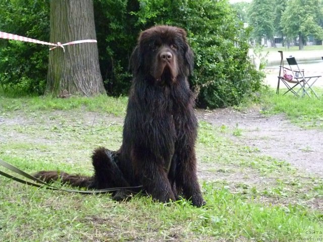 Фото: ньюфаундленд Fann'yuf Uspeh v SHokolade (Фанньюф Успех в Шоколаде)