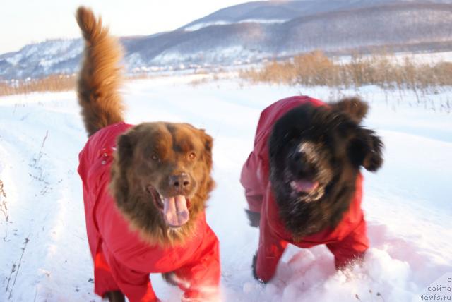 Фото: ньюфаундленд Ygan s Toyanova Gorodka (Юган с Тоянова Городка), ньюфаундленд Lesnaya Skazka Izol'da (Лесная Сказка Изольда)