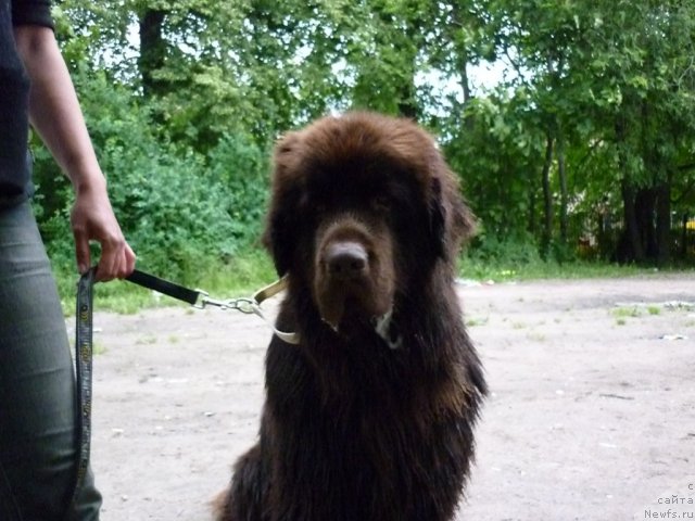 Фото: ньюфаундленд Fann'yuf Ura YA s Vami (Фанньюф Ура Я с Вами)