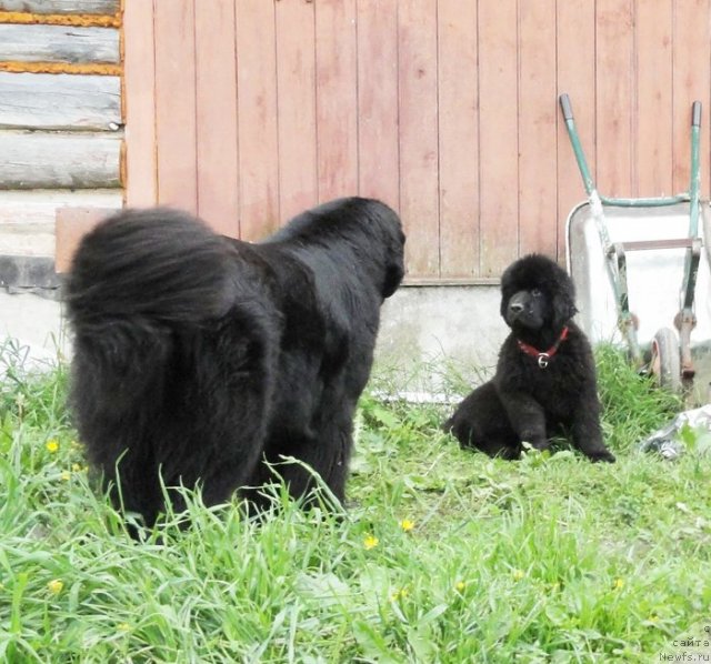 Фото: ньюфаундленд Beguschaya po Volnam Dancing Queen (Бегущая по Волнам Дансинг Квин), ньюфаундленд Bjornebandens Nancy Wilson