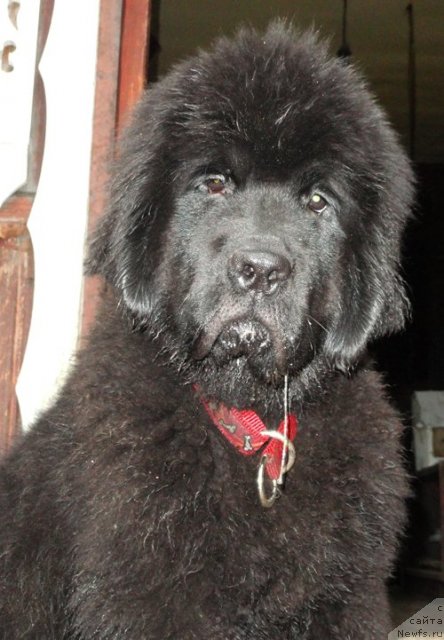 Фото: ньюфаундленд Beguschaya po Volnam Dancing Queen (Бегущая по Волнам Дансинг Квин)