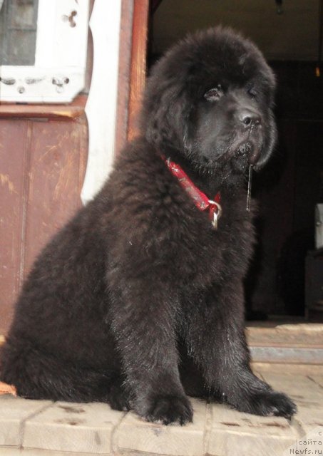 Фото: ньюфаундленд Beguschaya po Volnam Dancing Queen (Бегущая по Волнам Дансинг Квин)