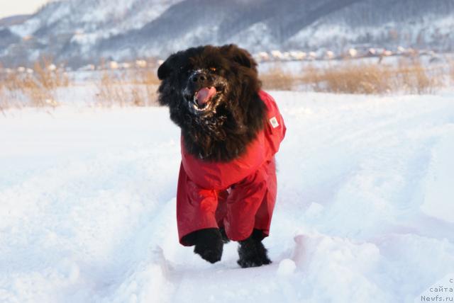 Фото: ньюфаундленд Ygan s Toyanova Gorodka (Юган с Тоянова Городка)