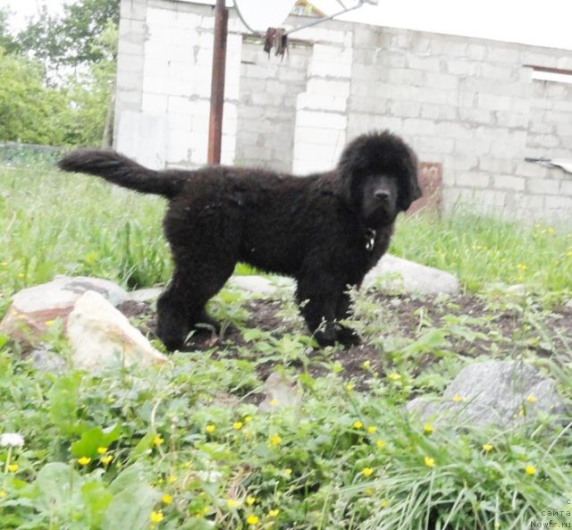 Фото: ньюфаундленд Beguschaya po Volnam Dancing Queen (Бегущая по Волнам Дансинг Квин)