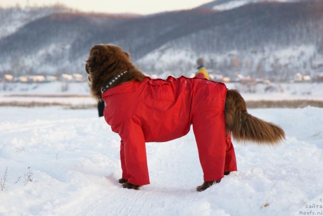 Фото: ньюфаундленд Lesnaya Skazka Izol'da (Лесная Сказка Изольда)