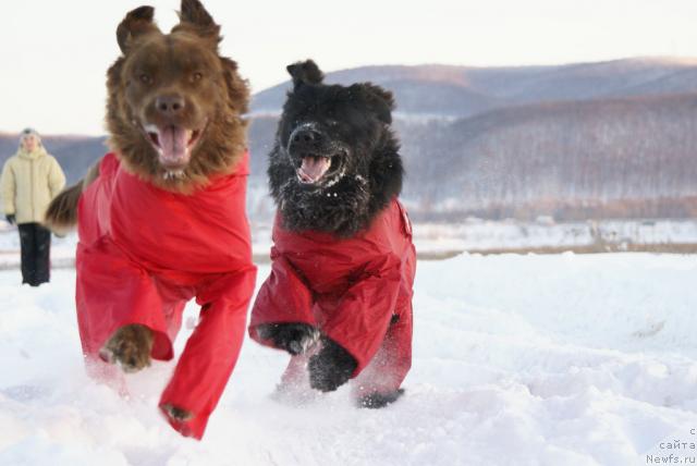 Фото: ньюфаундленд Lesnaya Skazka Izol'da (Лесная Сказка Изольда), ньюфаундленд Ygan s Toyanova Gorodka (Юган с Тоянова Городка)