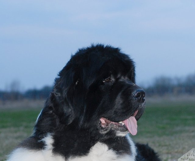 Фото: ньюфаундленд Chatkantarra Taro