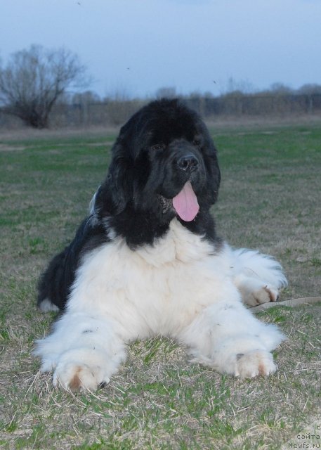 Фото: ньюфаундленд Chatkantarra Taro