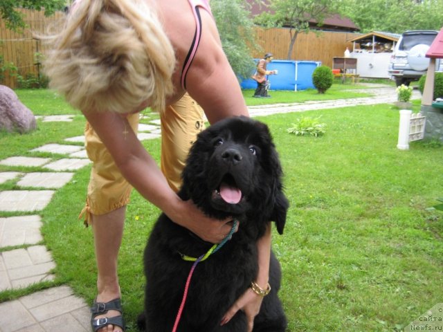 Фото: ньюфаундленд Very Fairweathers X'Got The Rhythm