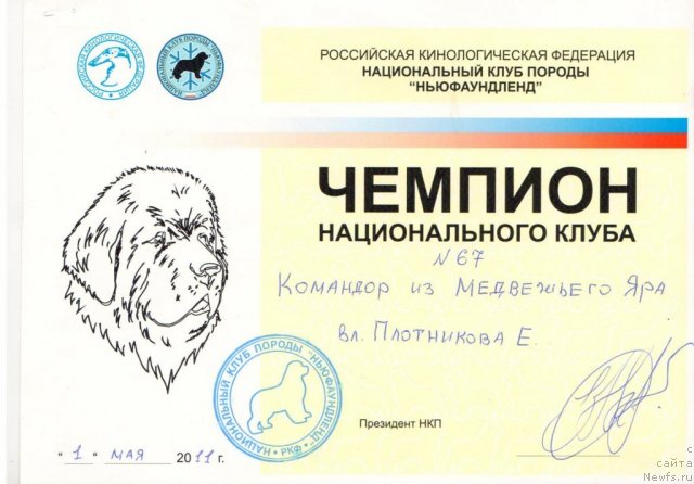 Фото: ньюфаундленд Komandor iz Medvej'ego YAra (Командор из Медвежьего Яра)