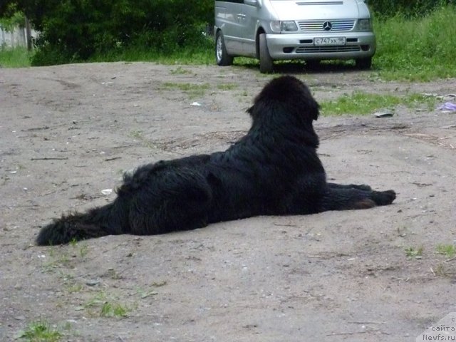 Фото: ньюфаундленд Tselogo Mira Malo iz Arkaima (Целого Мира Мало из Аркаима)