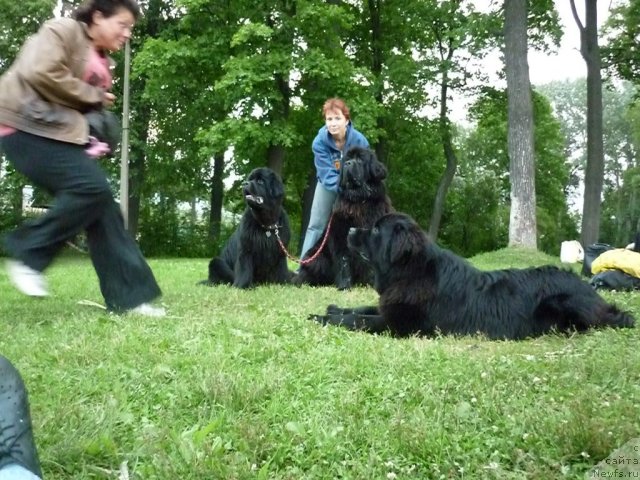 Фото: ньюфаундленд Tselogo Mira Malo iz Arkaima (Целого Мира Мало из Аркаима), ньюфаундленд Tsentr Mirozdaniya iz Arkaima (Центр Мироздания из Аркаима), ньюфаундленд Talula Bell (Талула Белл), [[p1825]