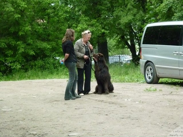 Фото: ньюфаундленд Fann'yuf Ura YA s Vami (Фанньюф Ура Я с Вами), Tat'yana Konstantinova (Татьяна Константинова), Ol'ga Verbickaya (Ольга Вербицкая)