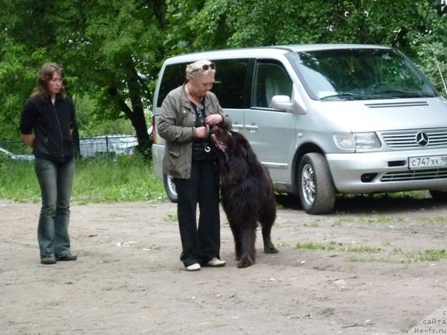 Фото: ньюфаундленд Fann'yuf Ura YA s Vami (Фанньюф Ура Я с Вами), Tat'yana Konstantinova (Татьяна Константинова), Ol'ga Verbickaya (Ольга Вербицкая)