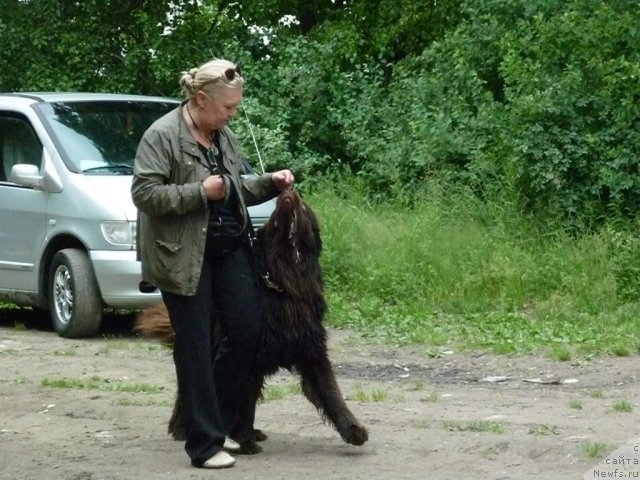 Фото: ньюфаундленд Fann'yuf Ura YA s Vami (Фанньюф Ура Я с Вами), Tat'yana Konstantinova (Татьяна Константинова)