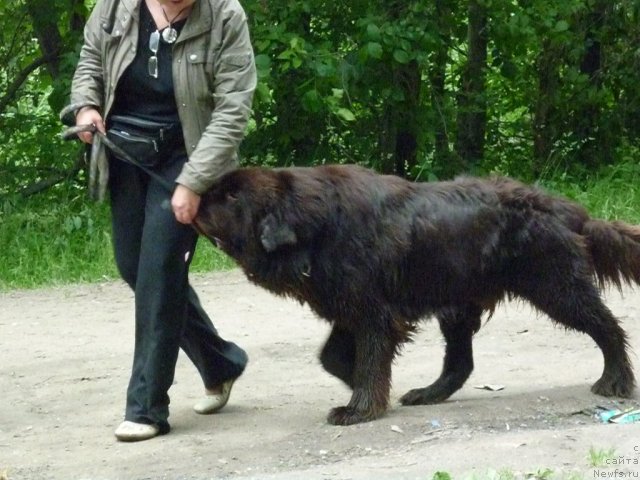 Фото: ньюфаундленд Fann'yuf Ura YA s Vami (Фанньюф Ура Я с Вами), Tat'yana Konstantinova (Татьяна Константинова)