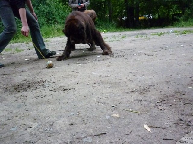 Фото: ньюфаундленд Fann'yuf Ura YA s Vami (Фанньюф Ура Я с Вами), Ol'ga Verbickaya (Ольга Вербицкая)